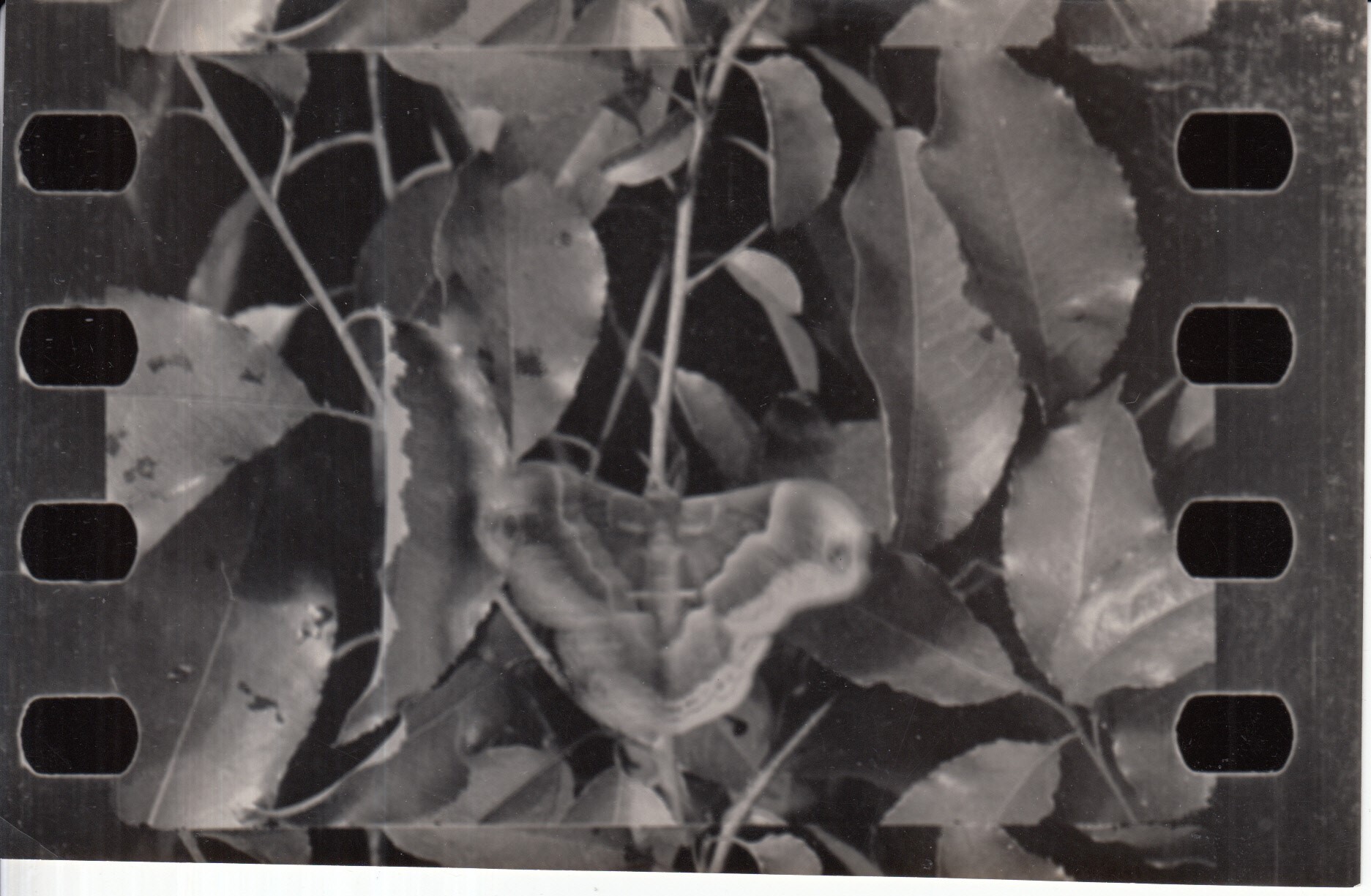 Movie frame, cecropia moth.