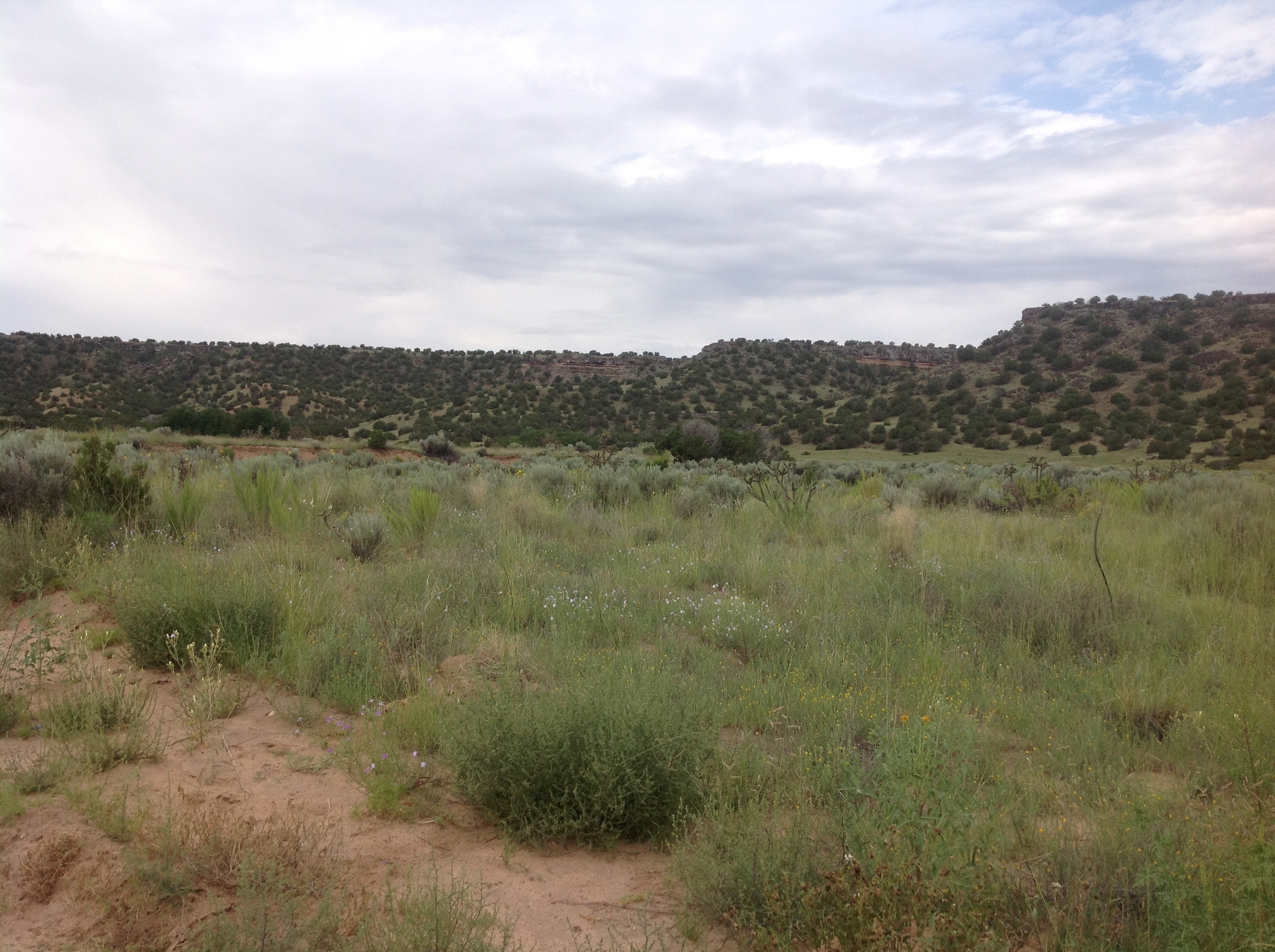 A field with grass and bushes in the middle of the desert.