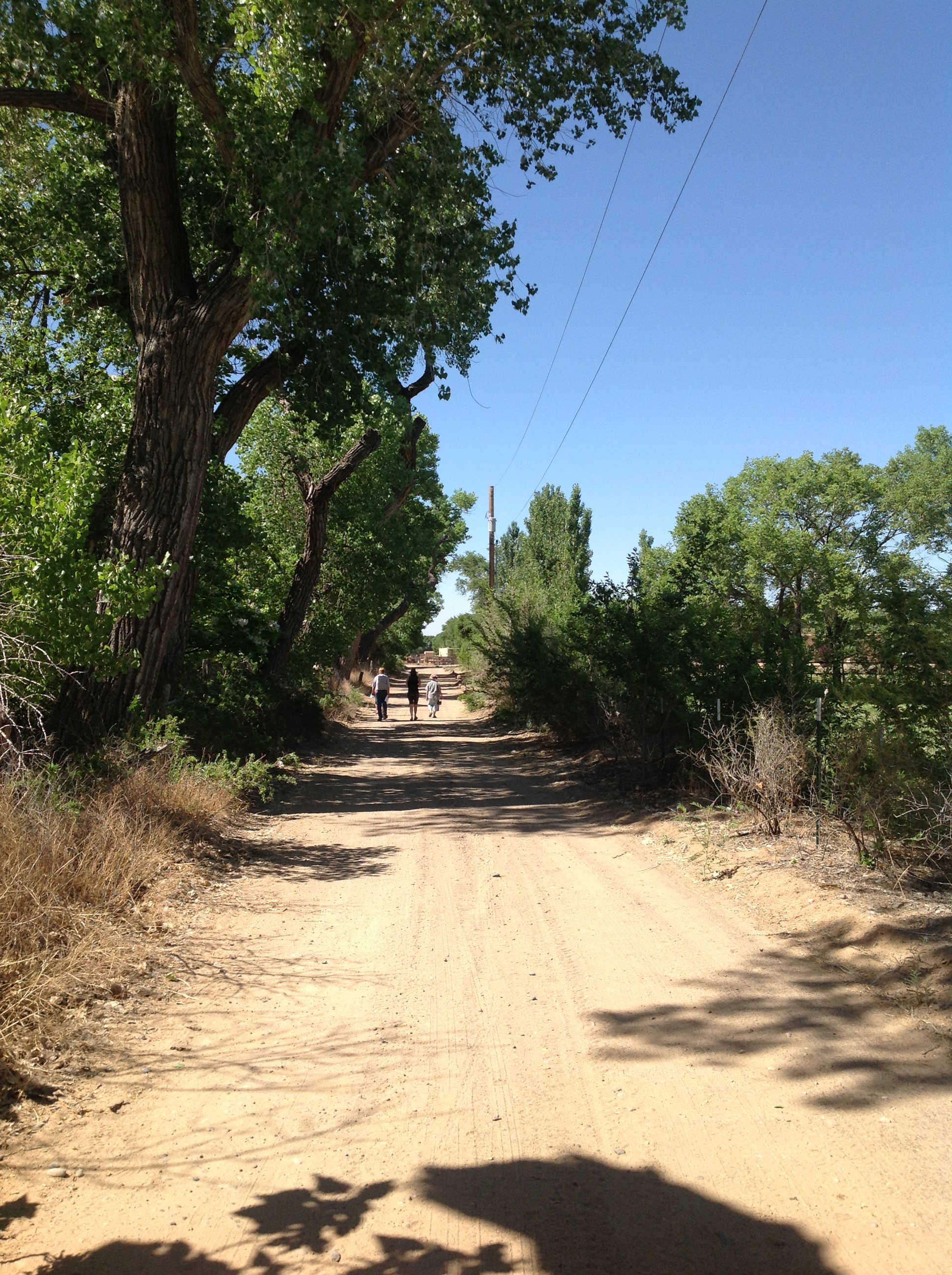 A dirt road next to a tree.