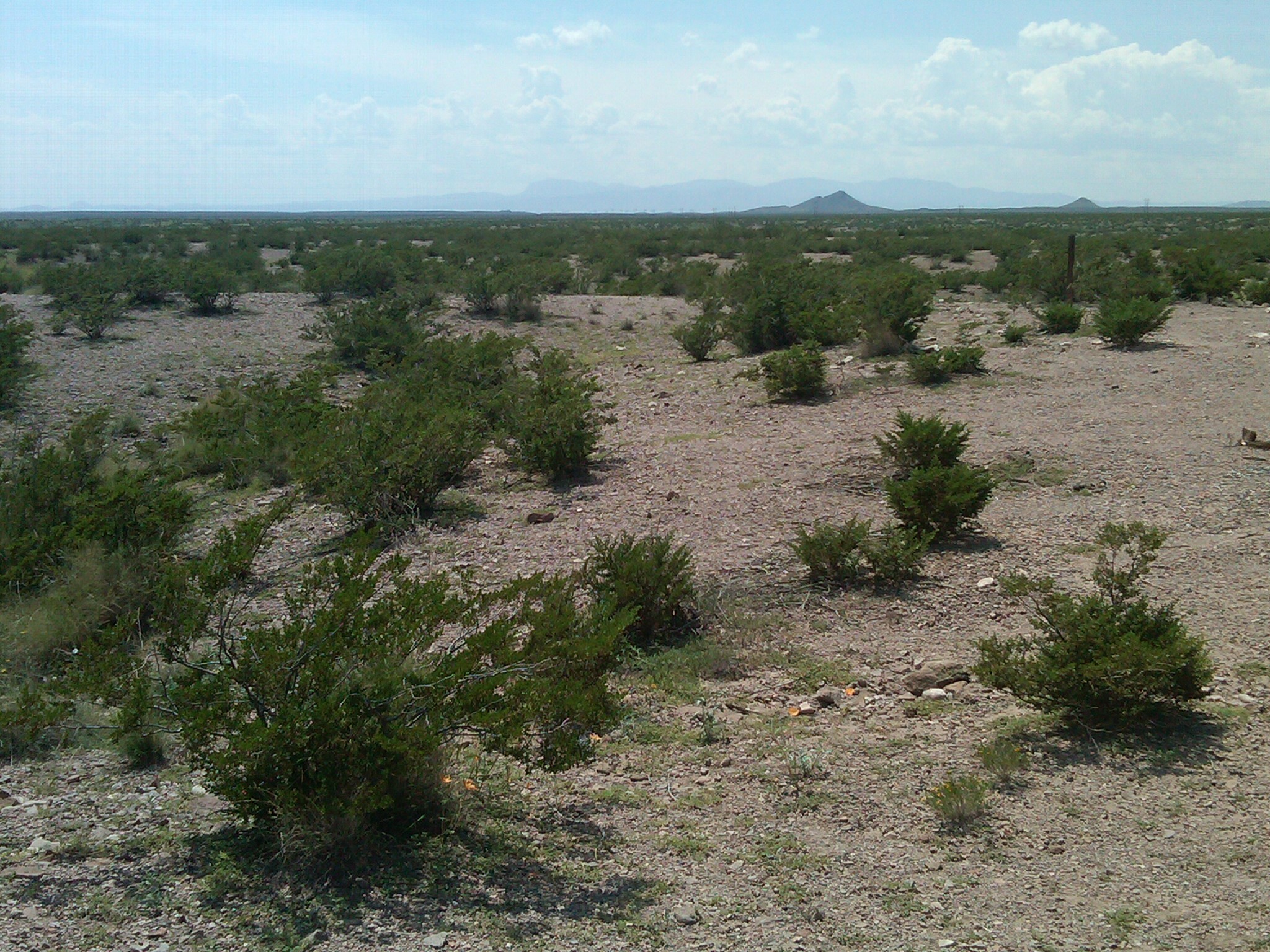 A desert field with bushes.