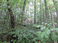 GRSM Accuracy Assessment. Plot Code: GRSM_AA_0788_3