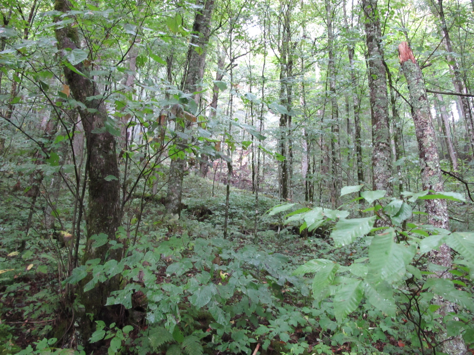 GRSM Accuracy Assessment. Plot Code: GRSM_AA_0788_3