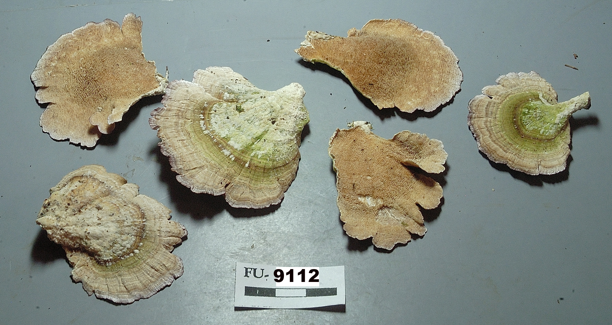 Image of Trichaptum biforme, a species of fungi.