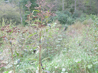 GRSM Accuracy Assessment. Plot Code: GRSM_AA_0407_5