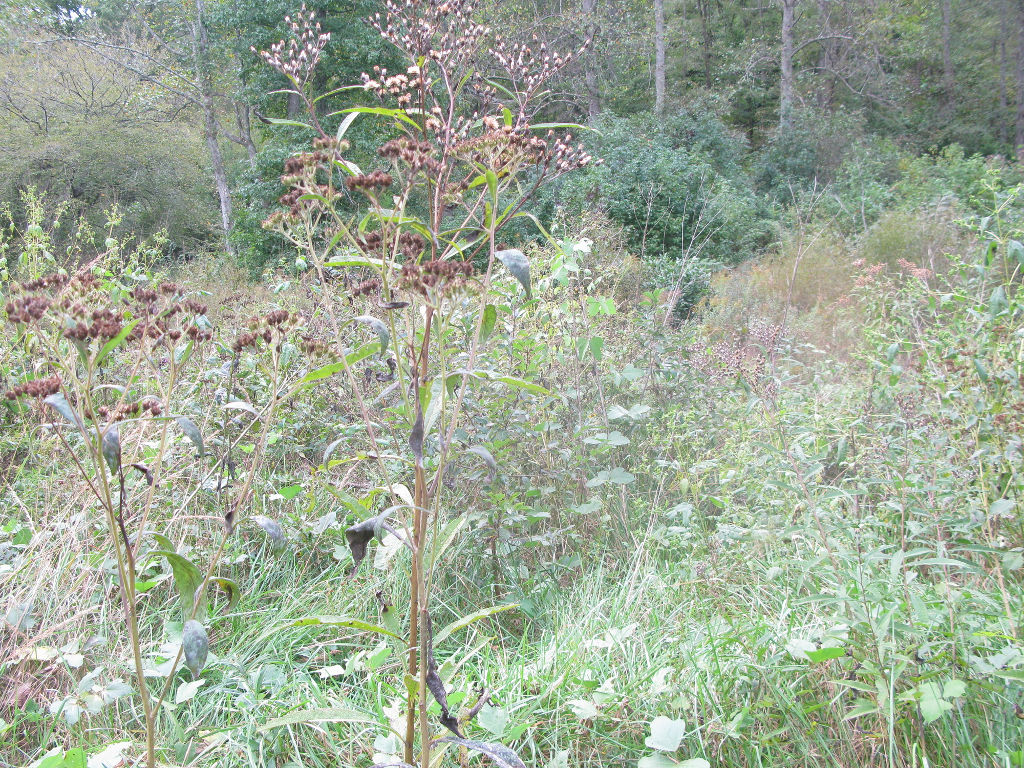 GRSM Accuracy Assessment. Plot Code: GRSM_AA_0407_5