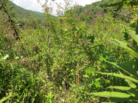 GRSM Accuracy Assessment. Plot Code: GRSM_AA_0776_2