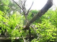 GRSM Accuracy Assessment. Plot Code: GRSM_AA_0850_4