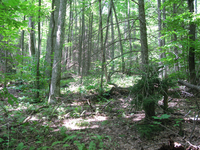 GRSM Accuracy Assessment. Plot Code: GRSM_AA_0385_6