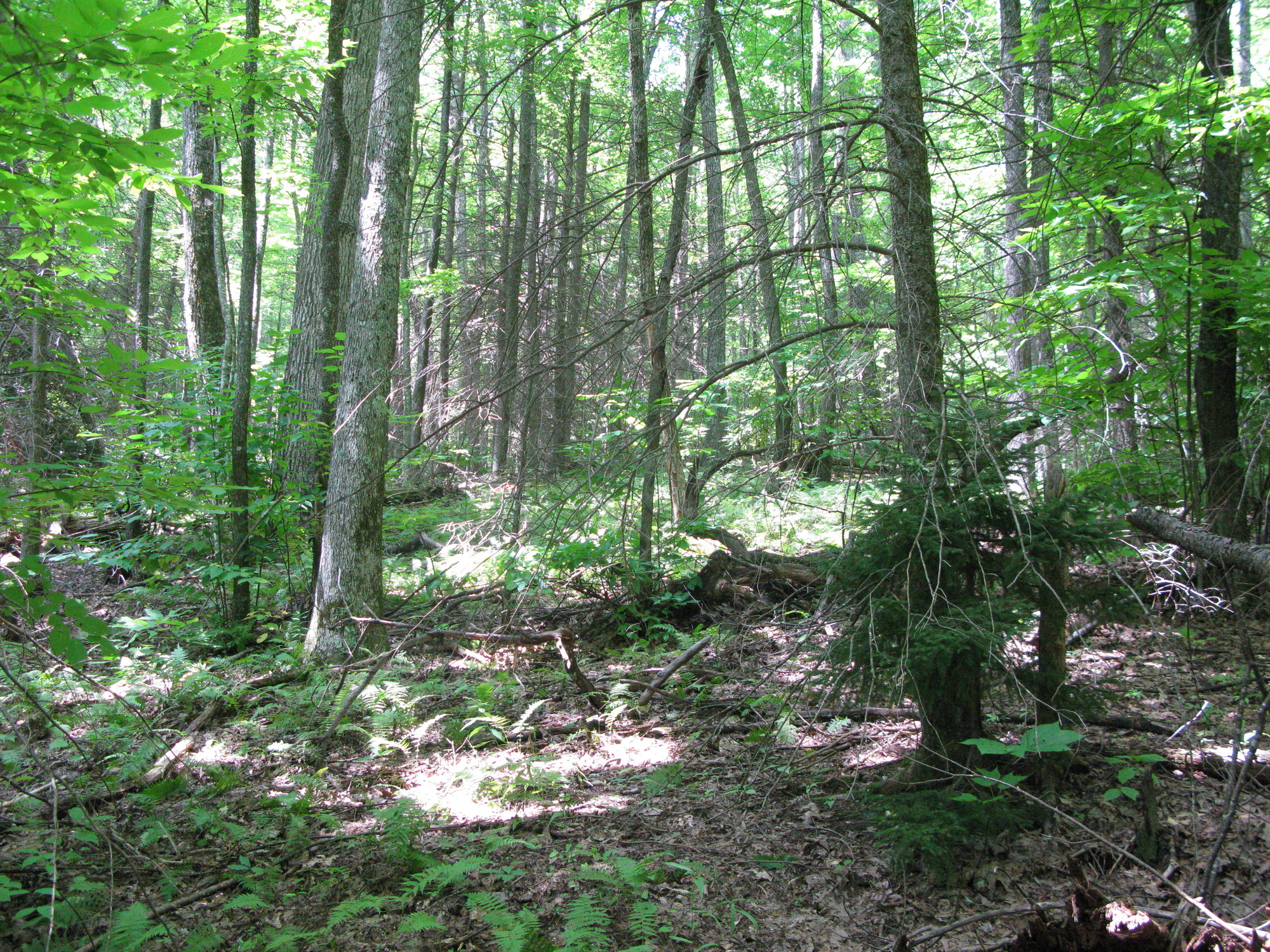 GRSM Accuracy Assessment. Plot Code: GRSM_AA_0385_6