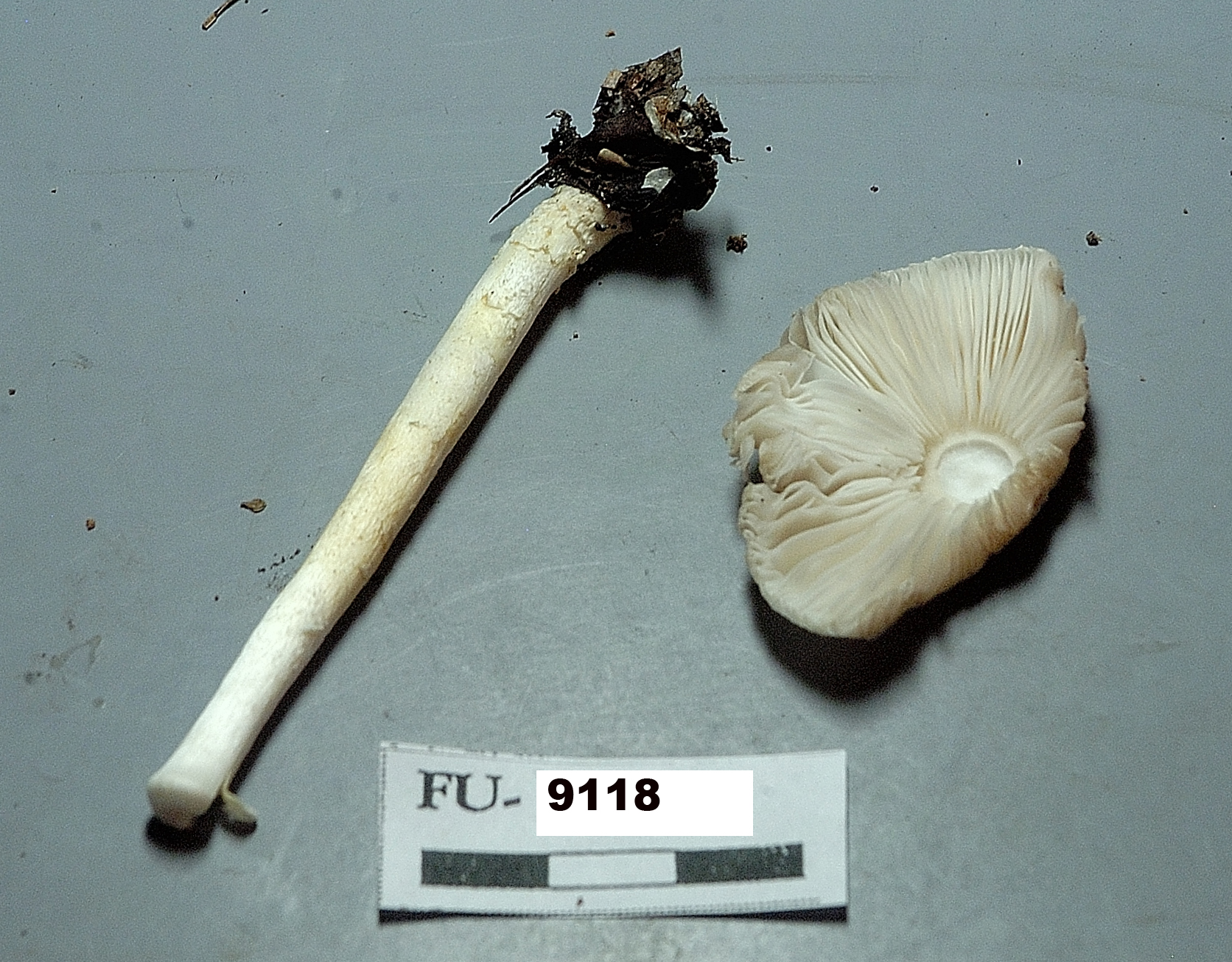 Image of Lepiota cristata, a species of fungi.