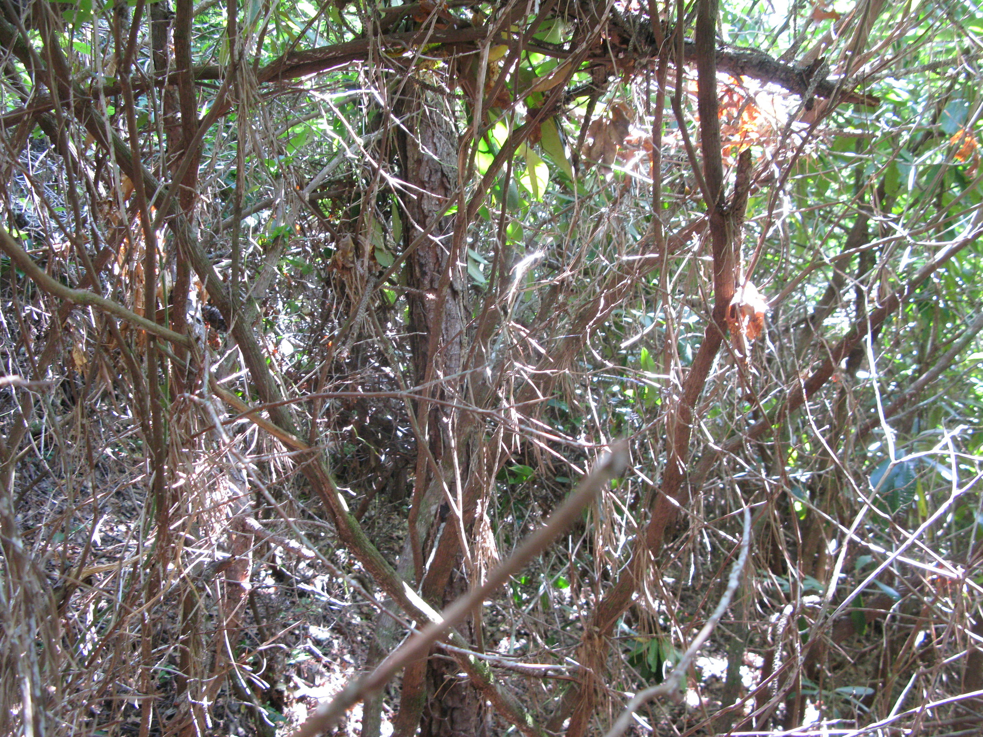 GRSM Accuracy Assessment. Plot Code: GRSM_AA_0895_4