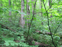 GRSM Accuracy Assessment. Plot Code: GRSM_AA_0290_3