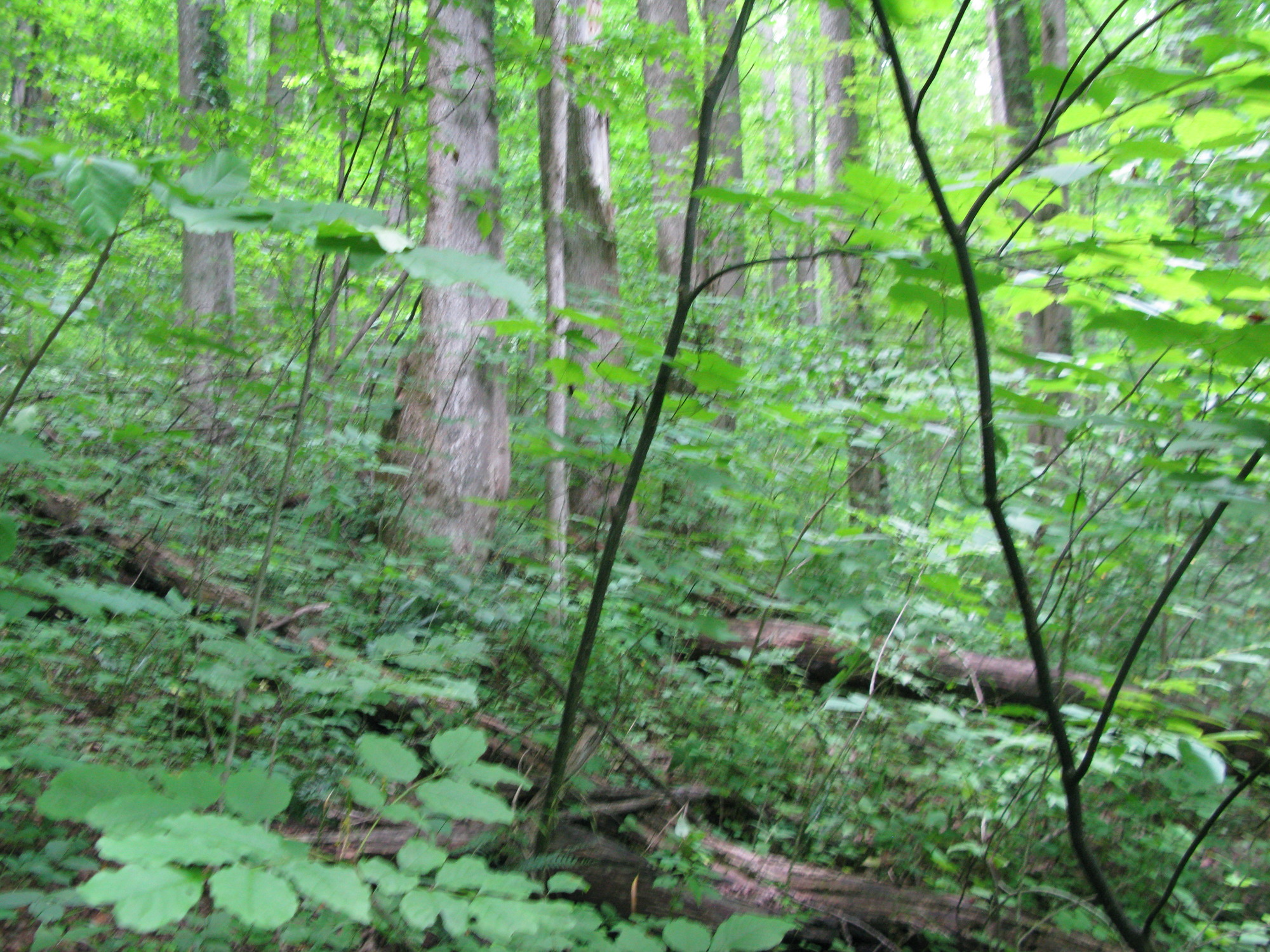 GRSM Accuracy Assessment. Plot Code: GRSM_AA_0290_3