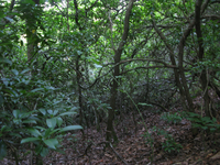 GRSM Accuracy Assessment. Plot Code: GRSM_AA_0976_5