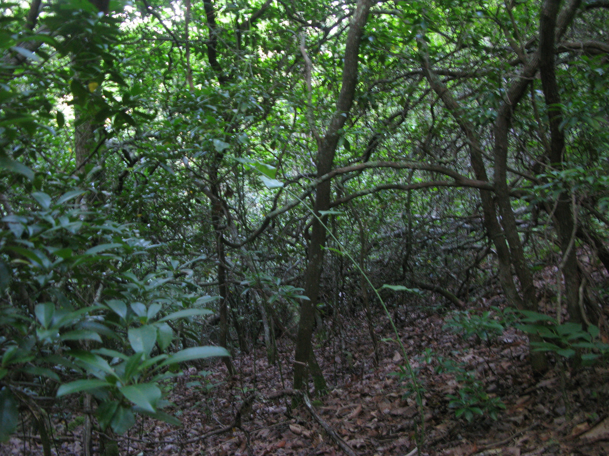 GRSM Accuracy Assessment. Plot Code: GRSM_AA_0976_5