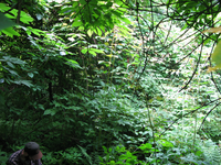 GRSM Accuracy Assessment. Plot Code: GRSM_AA_0754_2