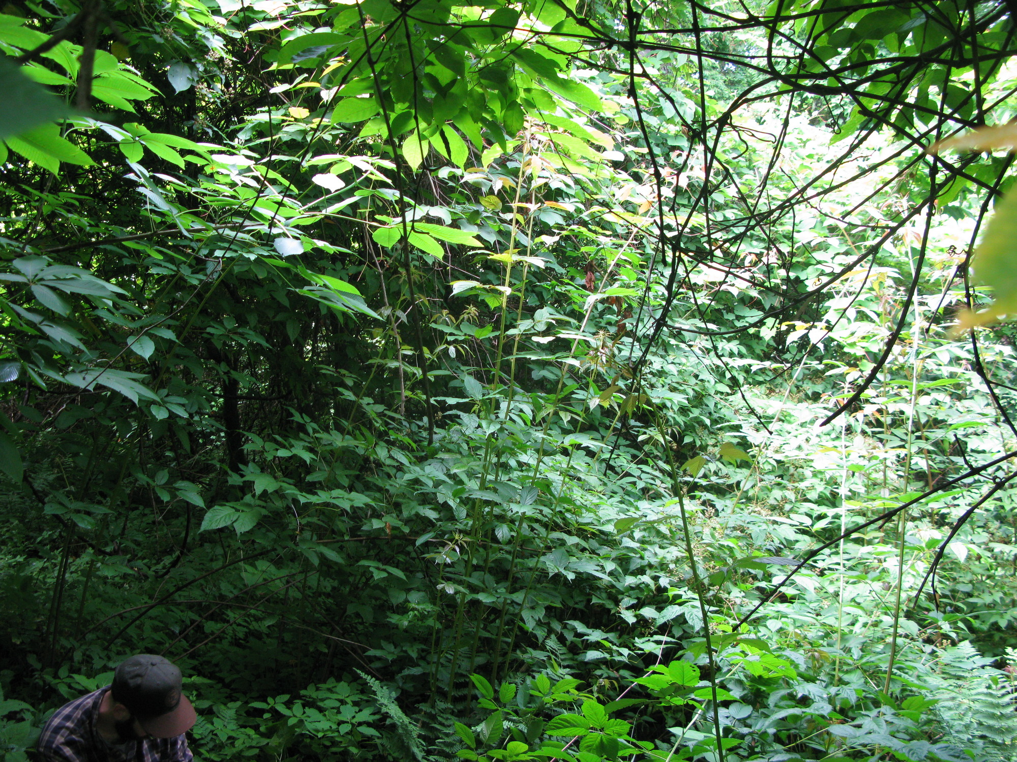 GRSM Accuracy Assessment. Plot Code: GRSM_AA_0754_2