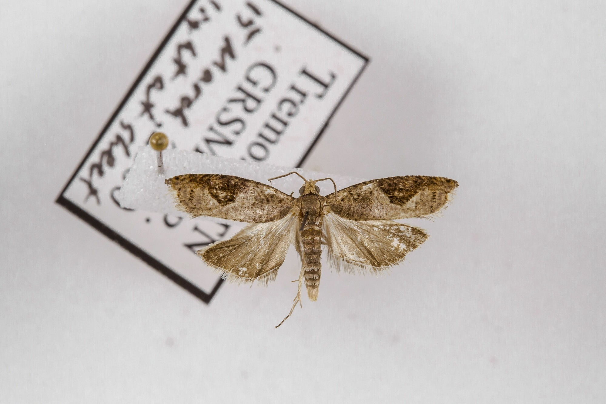 Image of Pseudexentera costomaculana, a species of Animalia