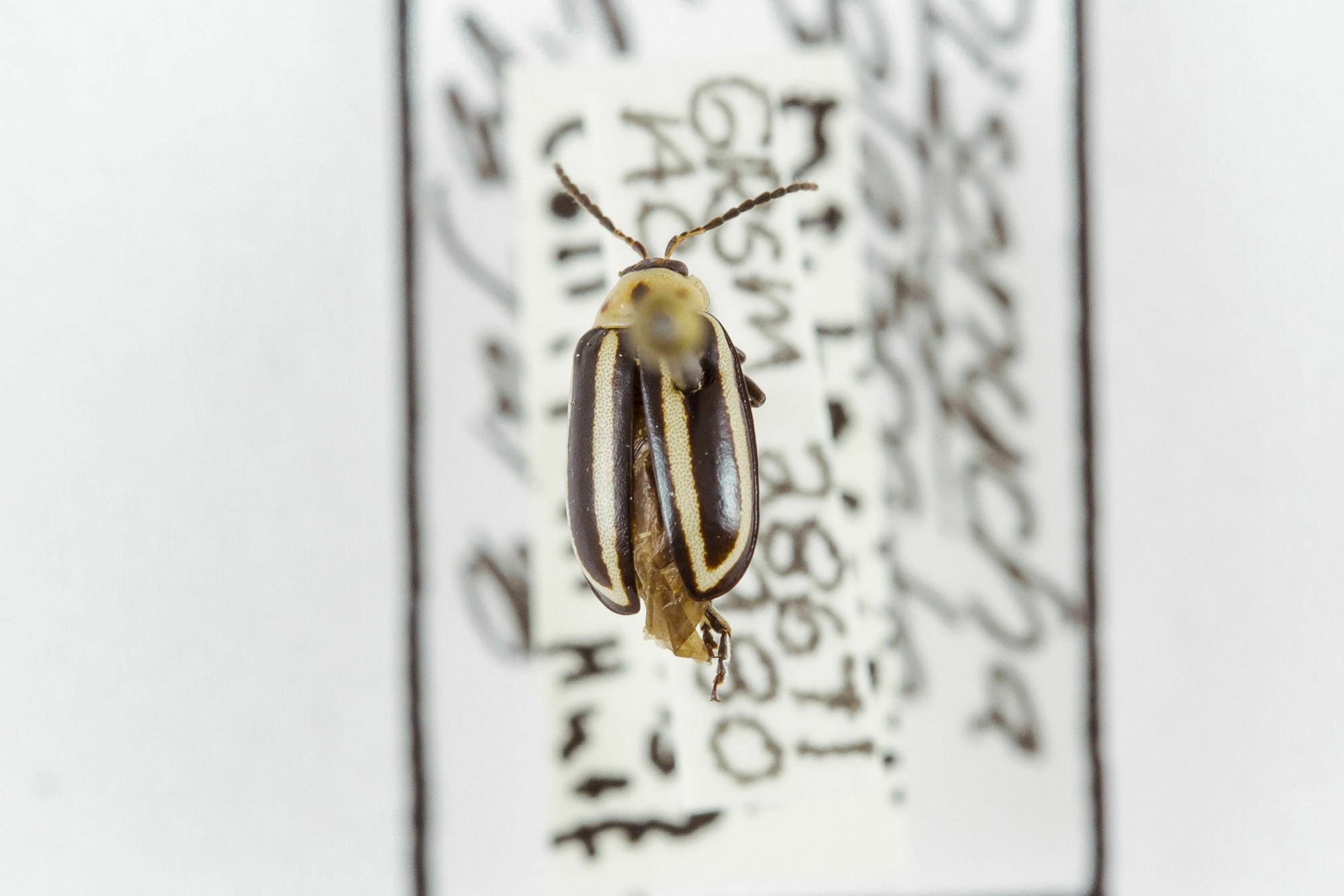 Image of Disonycha glabrata, a species of Animalia