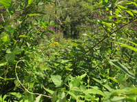 GRSM Accuracy Assessment. Plot Code: GRSM_AA_0776_3