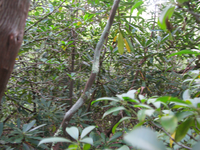 GRSM Accuracy Assessment. Plot Code: GRSM_AA_0631_4