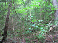 GRSM Accuracy Assessment. Plot Code: GRSM_AA_0173_4