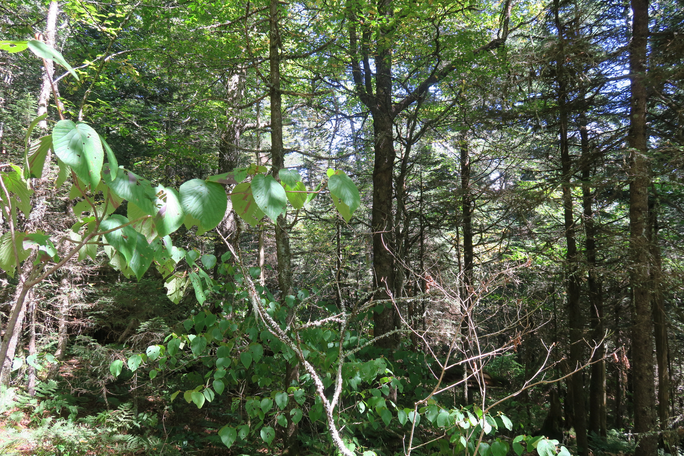 GRSM Accuracy Assessment. Plot Code: GRSM_AA_0763_6