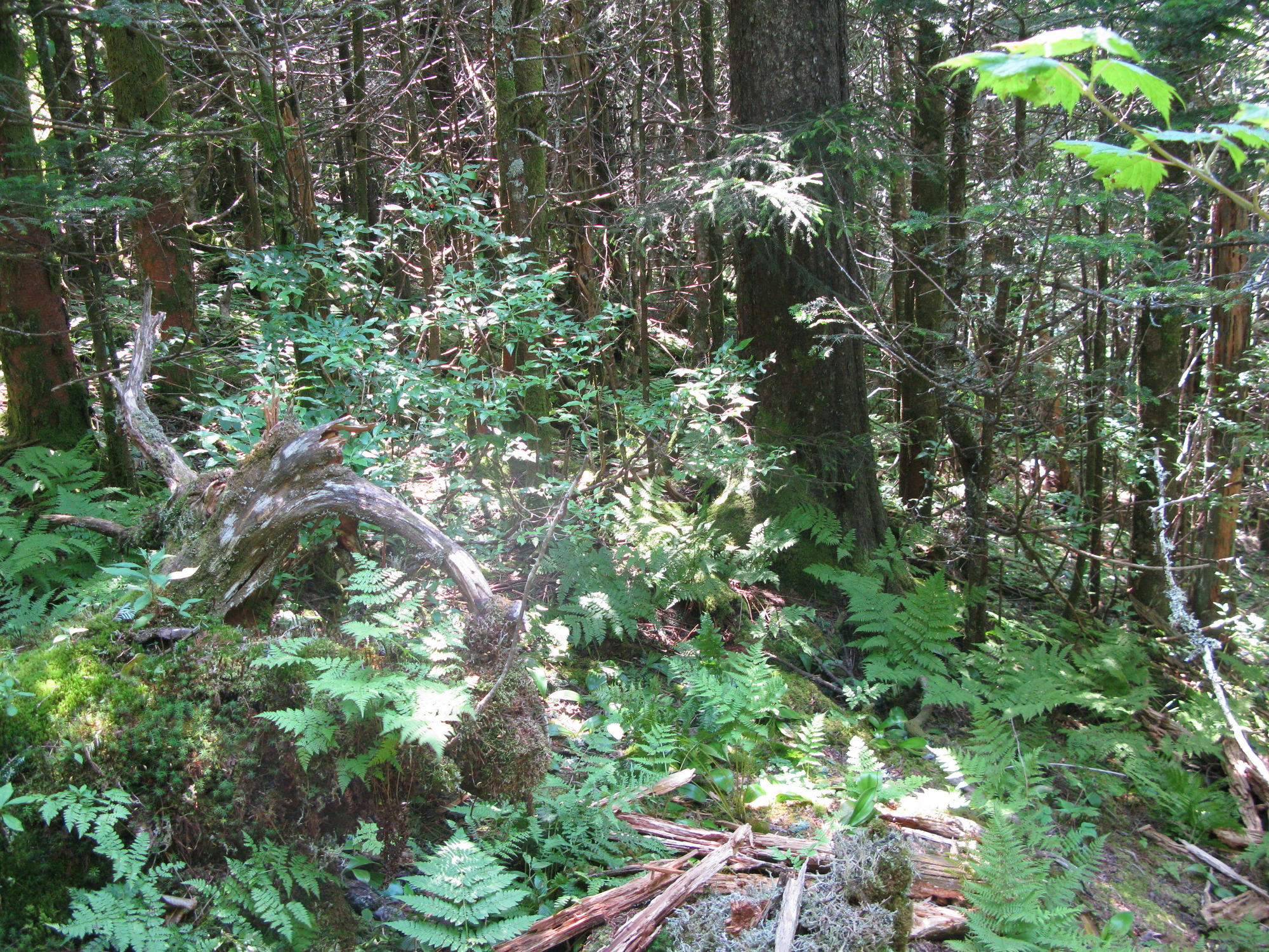 GRSM Accuracy Assessment. Plot Code: GRSM_AA_0087_5