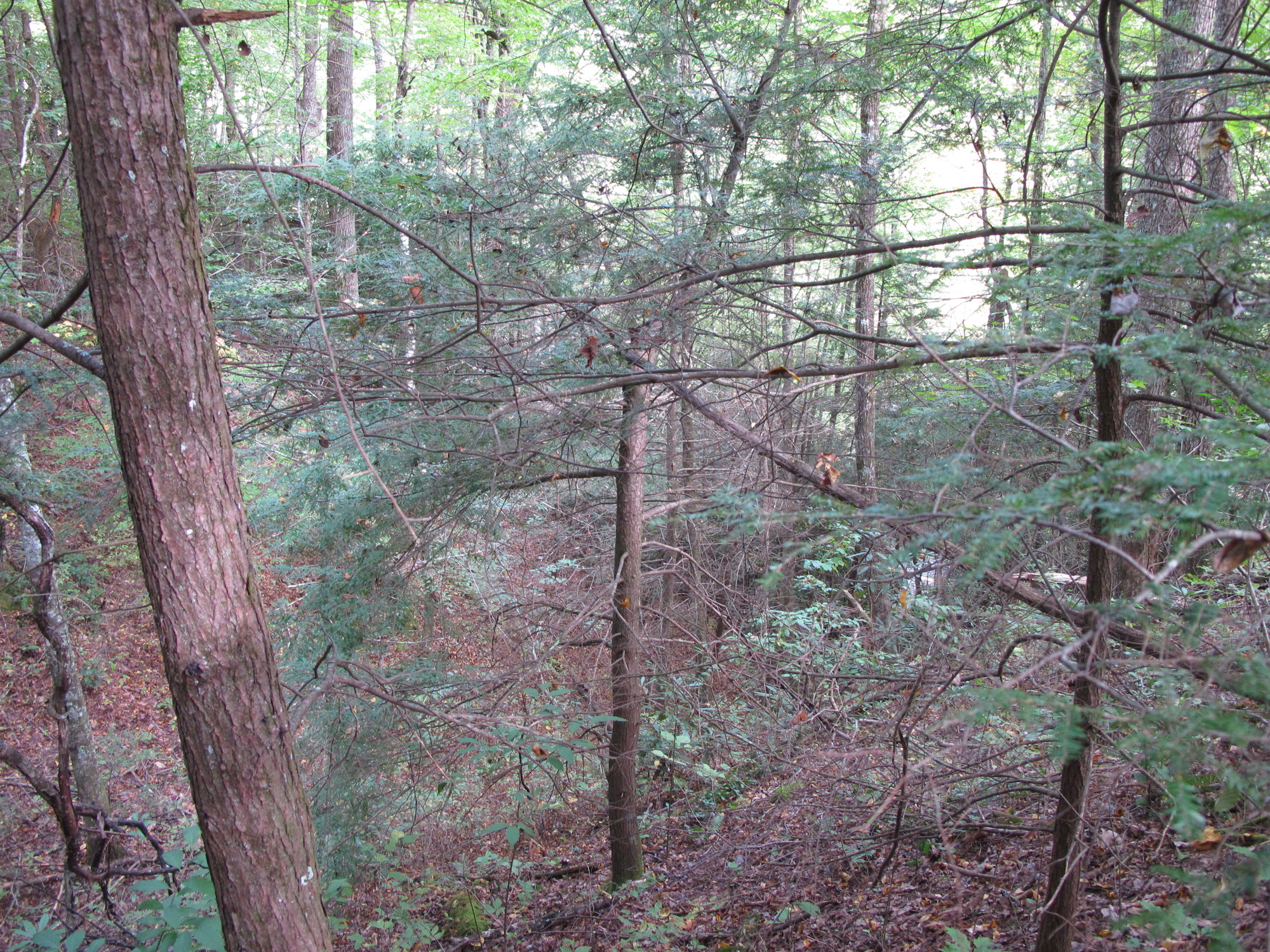 GRSM Accuracy Assessment. Plot Code: GRSM_AA_0562_2