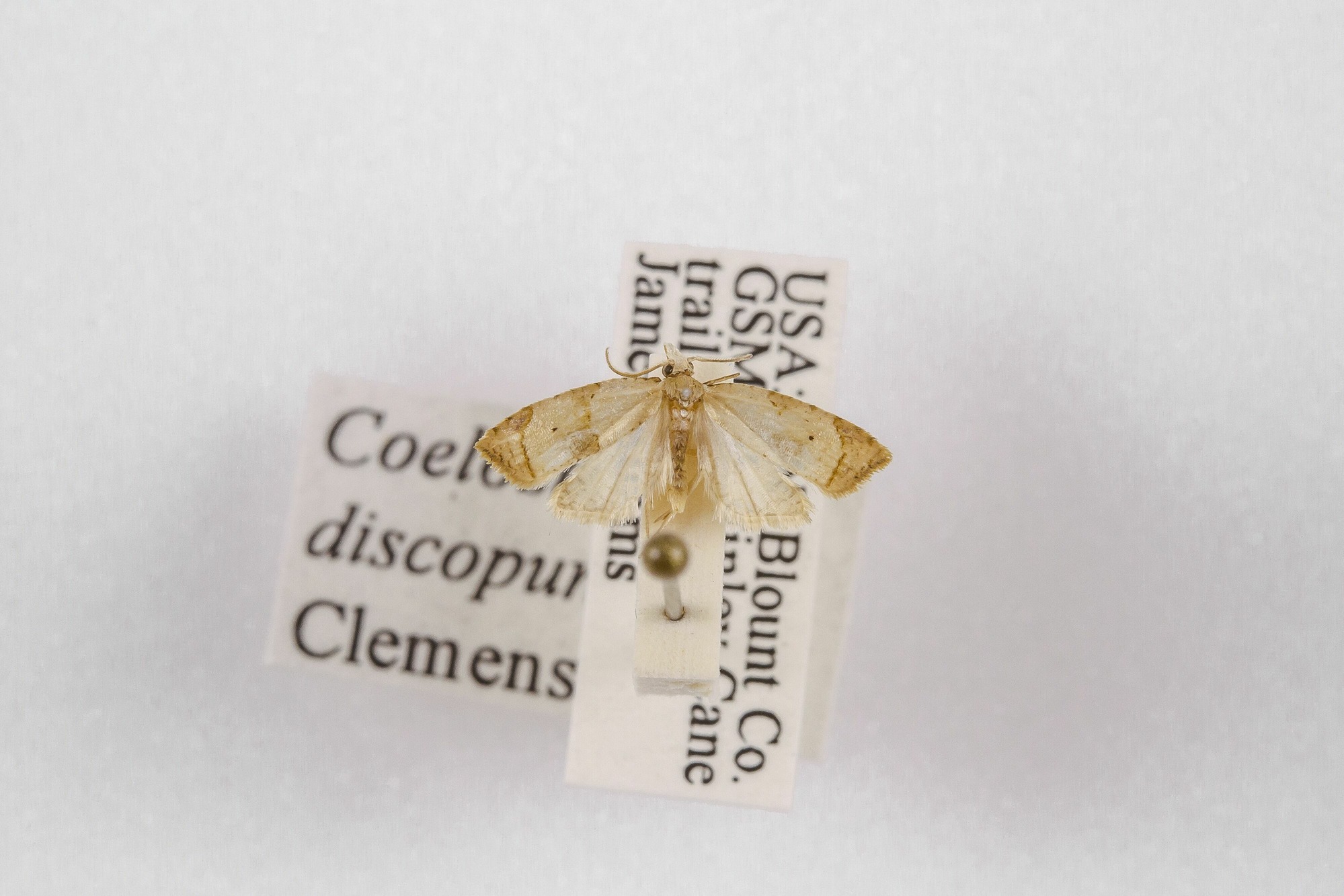 Image of Coelostathma discopunctana, a species of Animalia