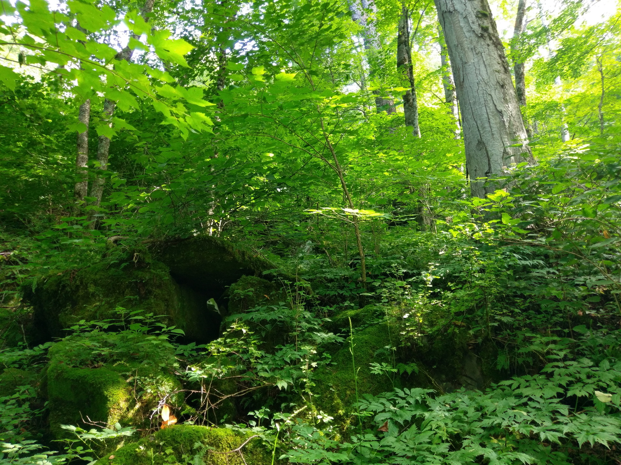 Plot Code: GRSM_AA_0457_4