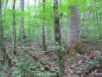 GRSM Accuracy Assessment. Plot Code: GRSM_AA_0040_5