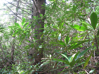 GRSM Accuracy Assessment. Plot Code: GRSM_AA_0134_5