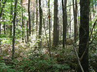 GRSM Accuracy Assessment. Plot Code: GRSM_AA_0304_6