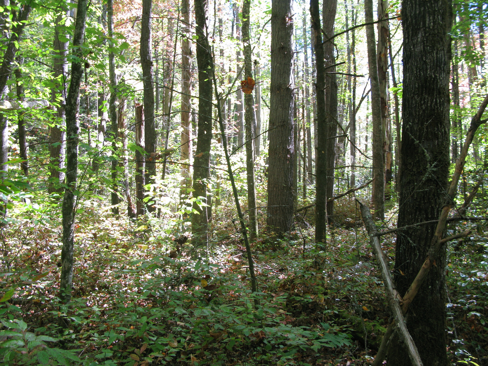 GRSM Accuracy Assessment. Plot Code: GRSM_AA_0304_6