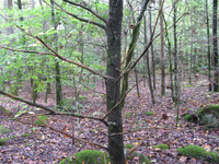 GRSM Accuracy Assessment. Plot Code: GRSM_AA_0202_4