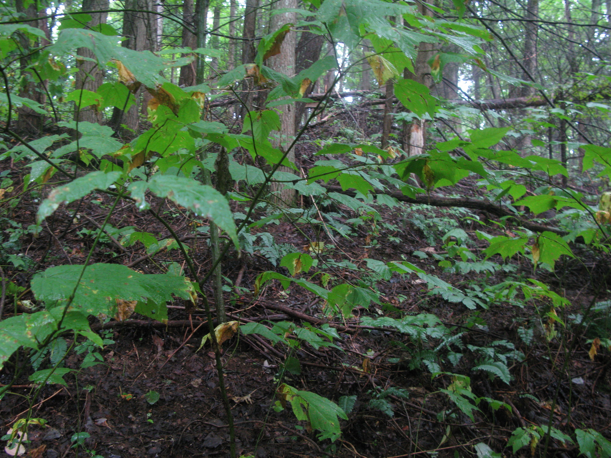 GRSM Accuracy Assessment. Plot Code: GRSM_AA_0517_4