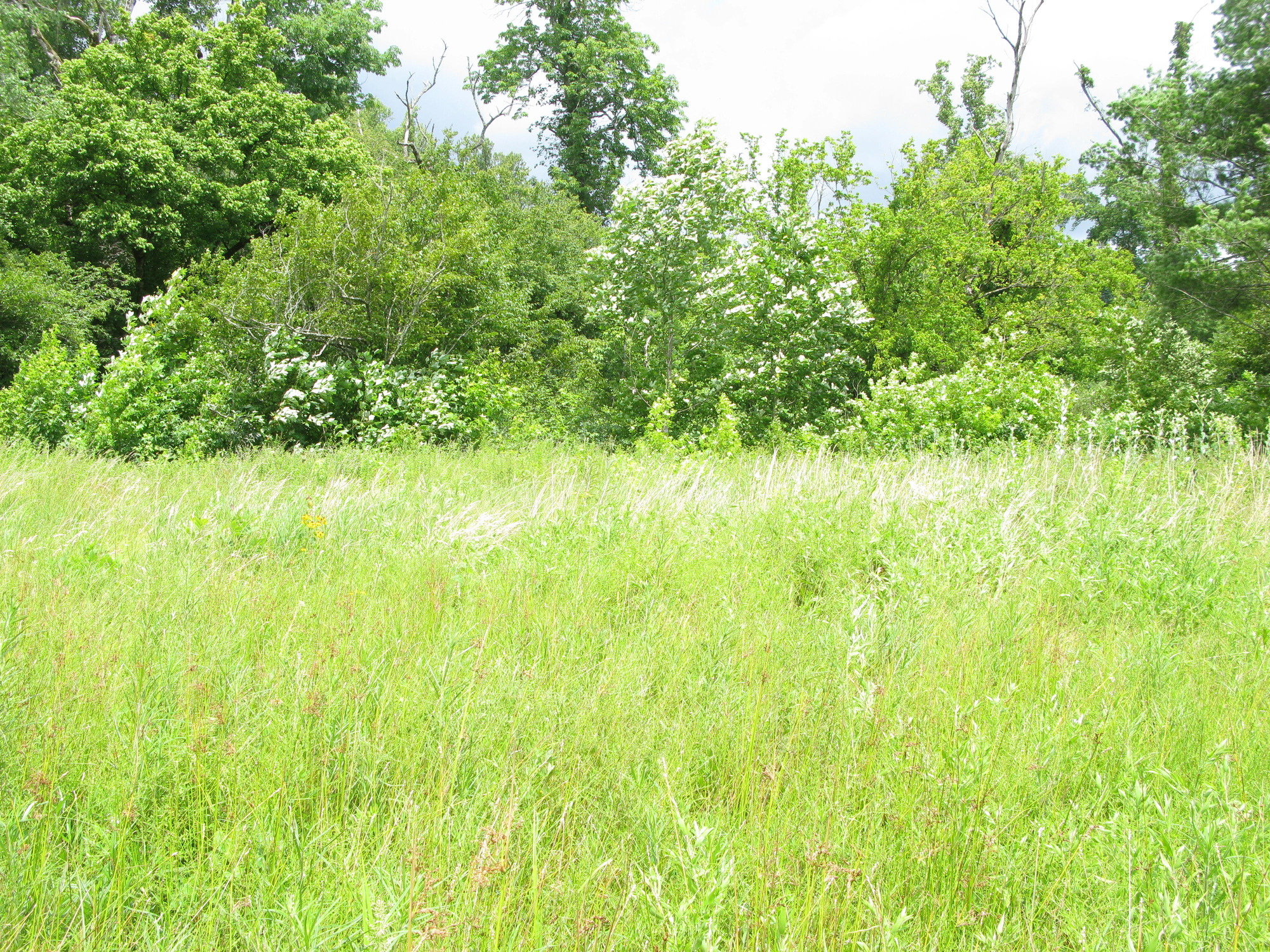 GRSM Accuracy Assessment. Plot Code: GRSM_AA_0833_2