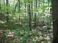 GRSM Accuracy Assessment. Plot Code: GRSM_AA_0338_3