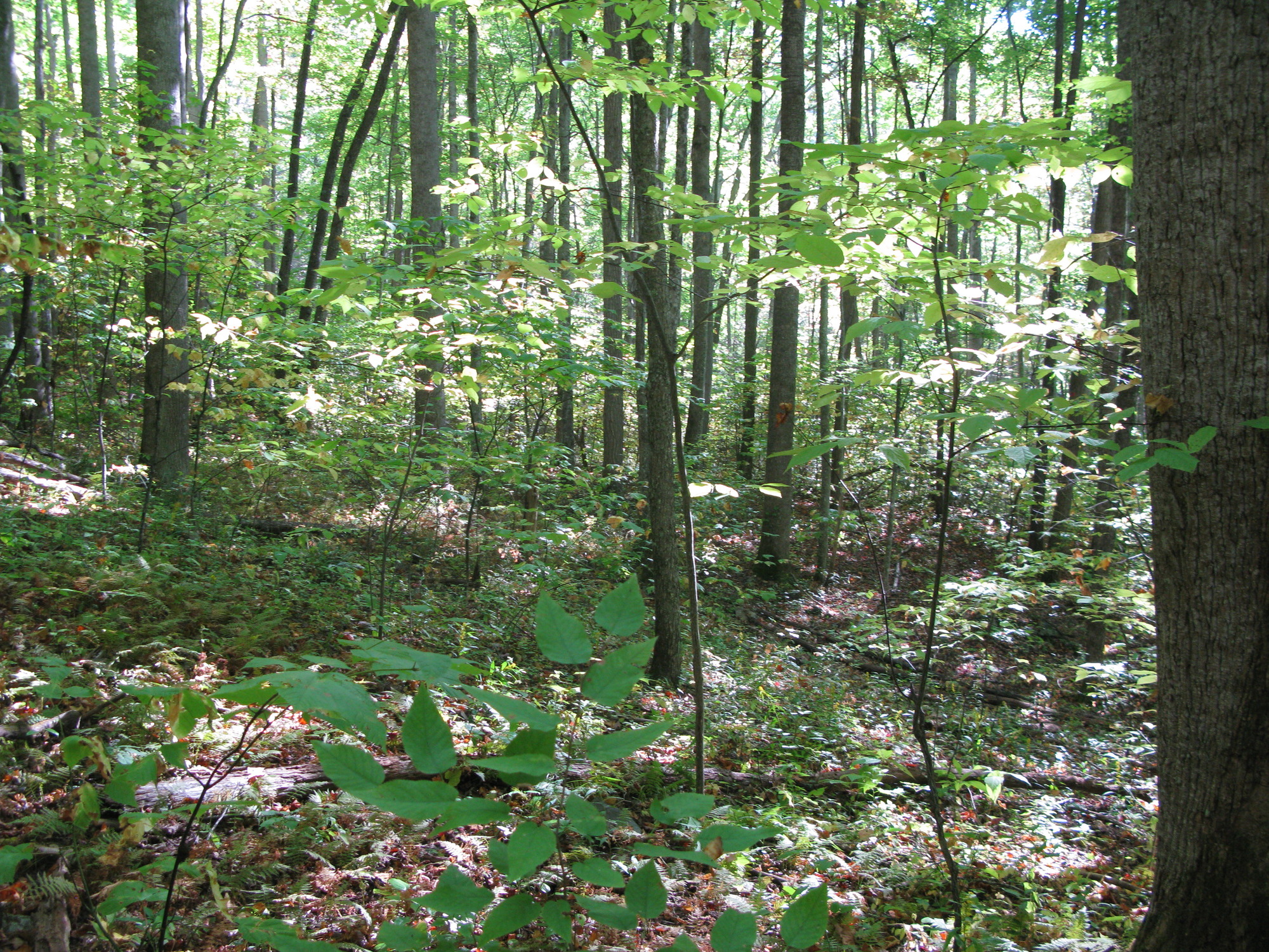 GRSM Accuracy Assessment. Plot Code: GRSM_AA_0338_3