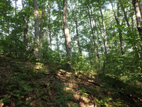 GRSM Accuracy Assessment. Plot Code: GRSM_AA_0260_6