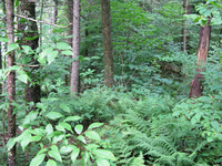 Plot Code: GRSM_AA_0688_3