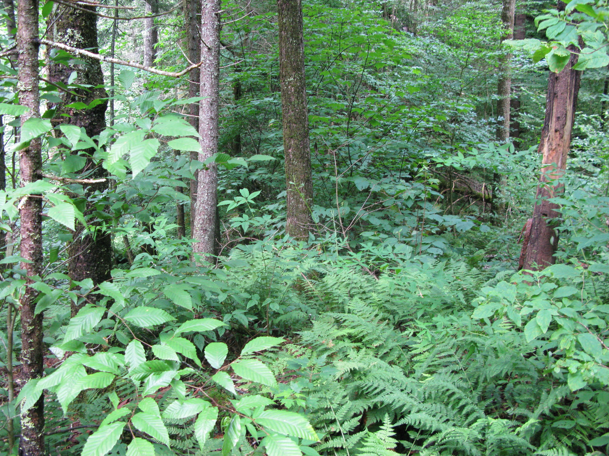 Plot Code: GRSM_AA_0688_3