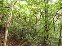 Plot Code: GRSM_AA_0453_3