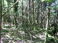 GRSM Accuracy Assessment. Plot Code: GRSM_AA_0956_4