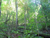 GRSM Accuracy Assessment. Plot Code: GRSM_AA_0674_4