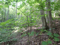 GRSM Accuracy Assessment. Plot Code: GRSM_AA_0260_4