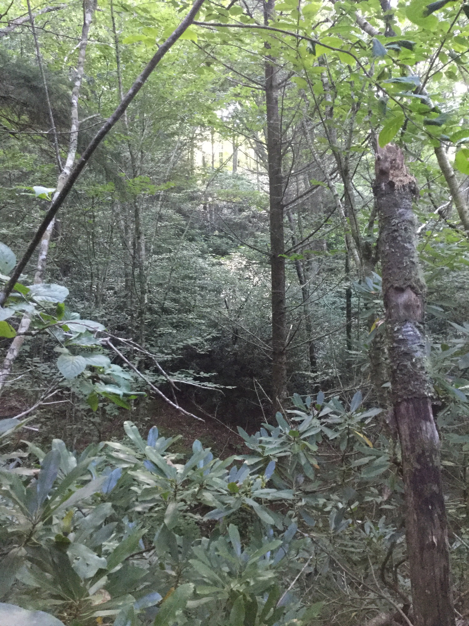 GRSM Accuracy Assessment. Plot Code: GRSM_AA_0278_6