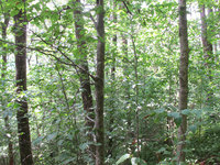 GRSM Accuracy Assessment. Plot Code: GRSM_AA_0891_4