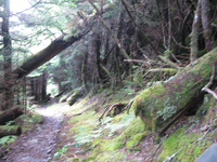 GRSM Accuracy Assessment. Plot Code: GRSM_AA_0156_5